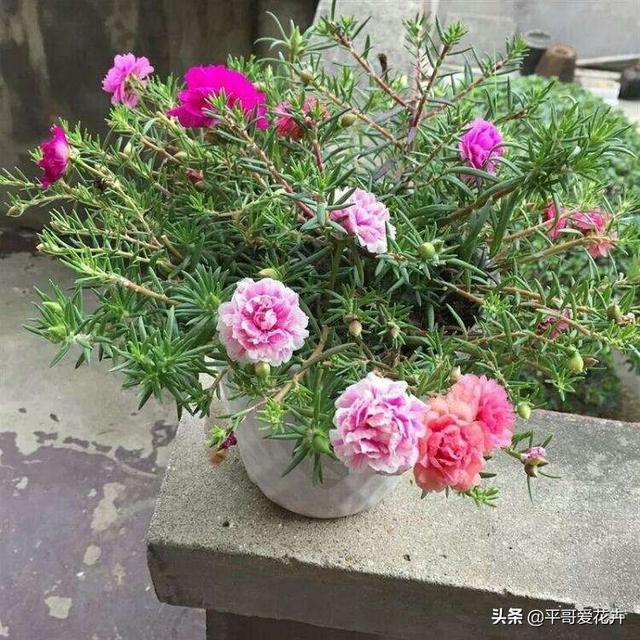 教师节送什么花给老师，教师节最好送什么花给老师