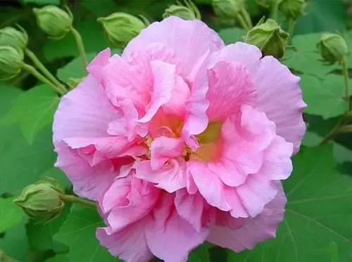 花语代表治愈的花，100种花的花语养养眼