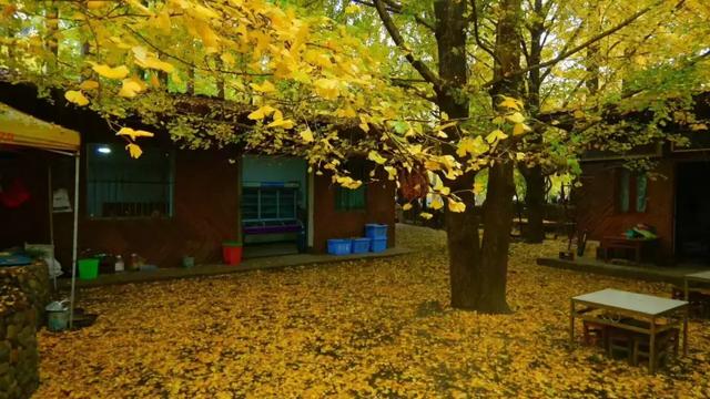 院子里种什么树可以招财进宝，5种树是院子里的