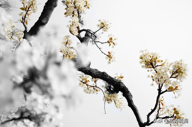 苏轼十首禅诗真是大智慧，苏轼最具有哲理的一首诗