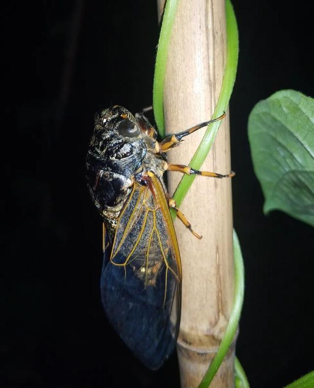 蝉一共有几种种类，青岛当地叫“截流”。主要有三种
