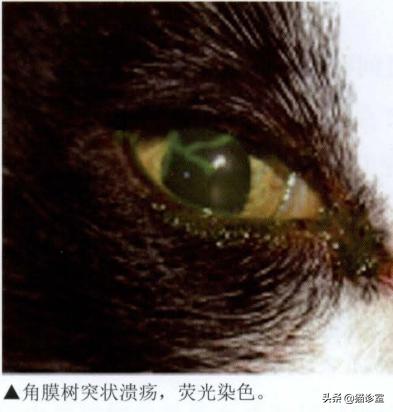 猫的杯状病毒怎么治疗，一张图看懂猫鼻支