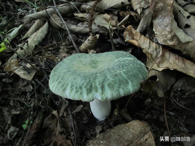 农村常见的食用菌，农村俗称猪拱菌