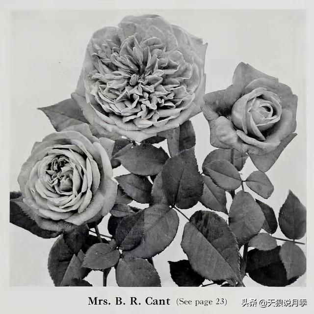 颜值高花期长的月季，七种优秀盆栽月季