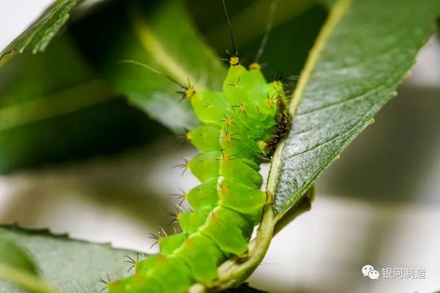 有哪些常见的飞蛾，自然记录蛾生一瞬