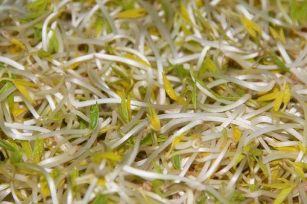 黄豆芽的做法大全，自己在家也可以生豆芽了（豆芽的做法大全黄豆芽）