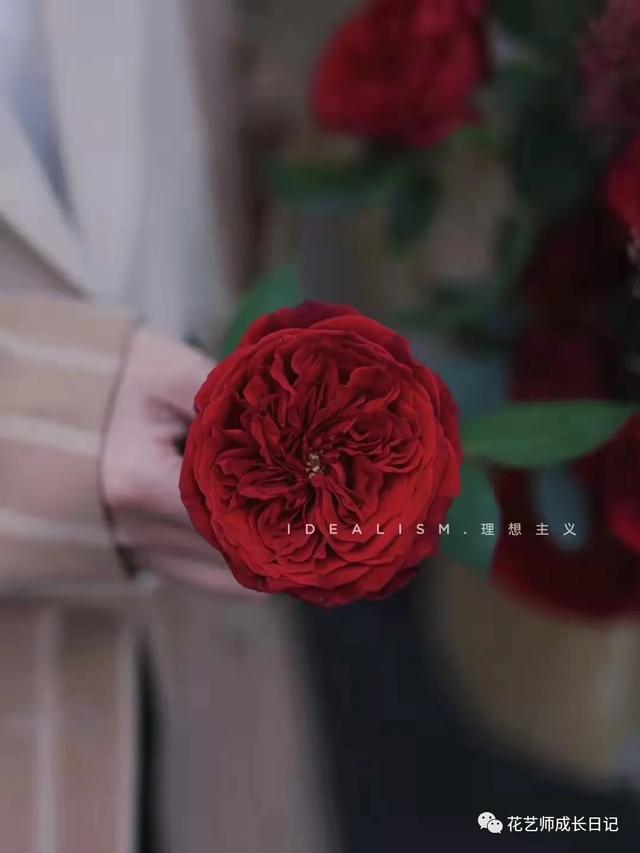 复古香槟色玫瑰，52朵香槟色玫瑰