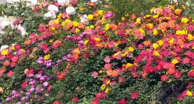 九江旅游景点推荐必去，国庆游九江之三柴桑区旅游景点大全