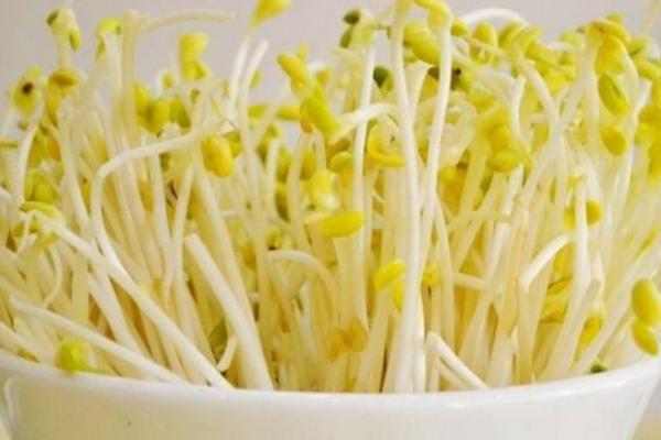 黄豆芽的做法大全，自己在家也可以生豆芽了（豆芽的做法大全黄豆芽）