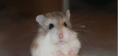 该如何正确的饲养仓鼠呢，教你养护可爱的小仓鼠