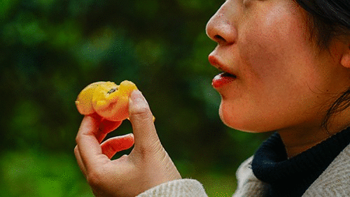 枇杷果种植产量及前景，广西凌云大果枇杷上市