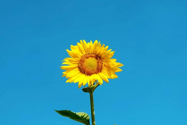 教师节适合送什么鲜花，教师节给男老师送花好吗