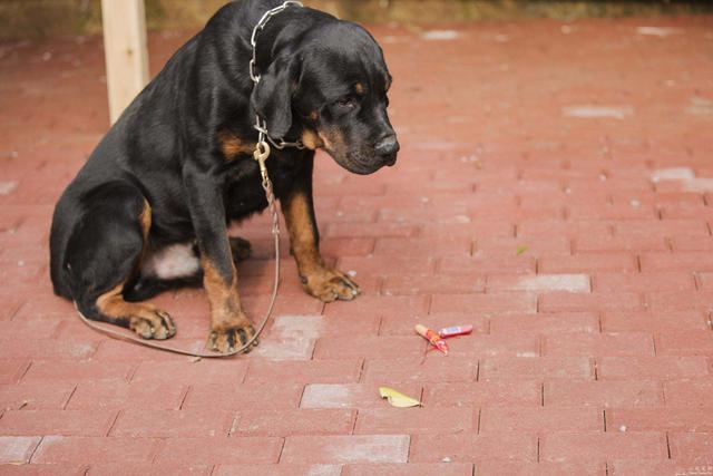 训犬的正确方法和忌讳，训练狗子要用正确的方法