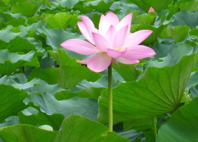 荷花最好看的品种是什么，这花最好看、最好养