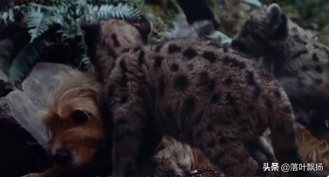 感动全球的几大狗狗电影，感动全球的九大狗狗电影