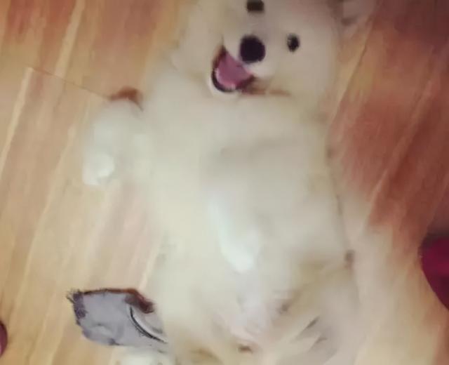 星期狗的特点和习惯，如果狗狗有这些特征