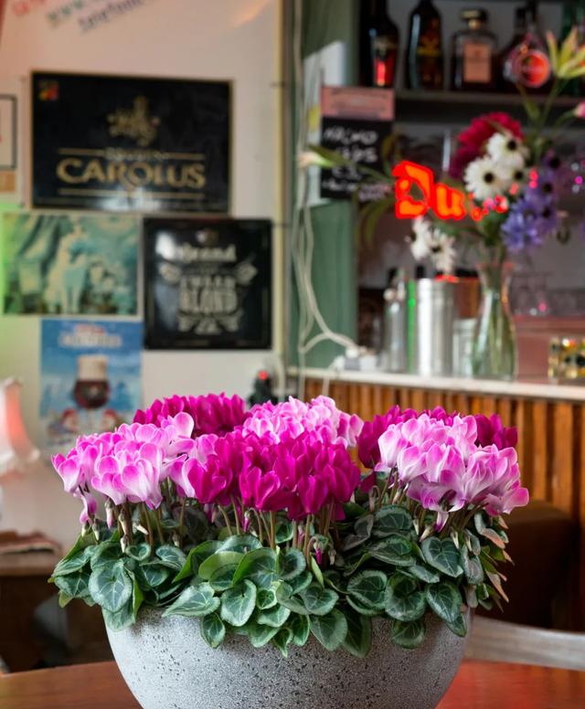 准备好迎接兔精灵，仙客来什么时候开花花期多长时间