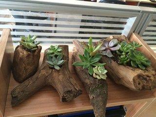 67种有毒多肉，这些多肉谨慎买