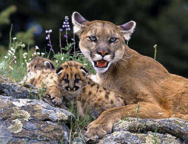 彪到底什么动物，古人所说的彪是一种什么动物