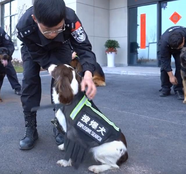 警犬也過年了，狗子們穿新衣，貼對聯，吃肉肉，它們笑得太甜了 萌趣萌寵 第3张