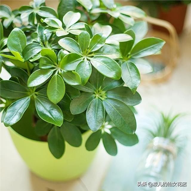 办公室适合养的五大类风水植物，办公室植物放上这几种盆栽