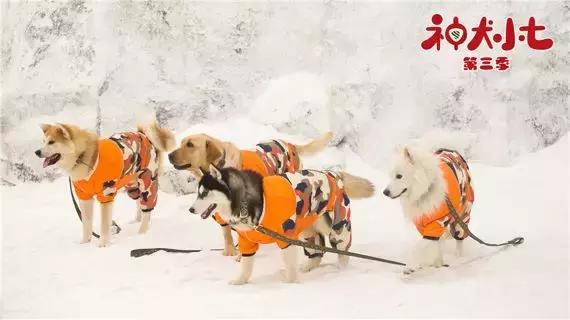 神犬小七第三部，姜潮宋妍霏携手萌娃救援现场展实力