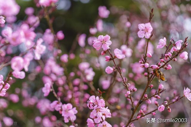 桃花潭水深千尺，桃花潭水何处寻（每日一诗：桃花潭水深千尺）