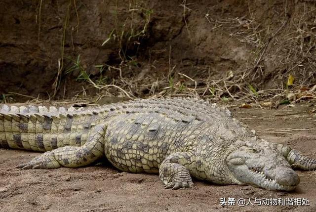 尼罗鳄和咸水鳄区别，谁才是真正的“鳄鱼之王”