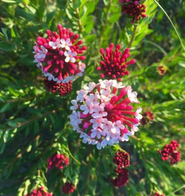 八种常见有毒花，这15种大毒花