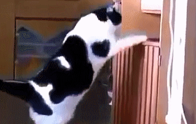 奶牛猫是什么品种，黑白猫跟奶牛猫怎么区分（都说别养奶牛猫）