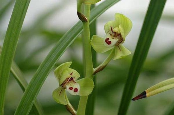 纳兰性德意境很美的诗，10首经典《如梦令》