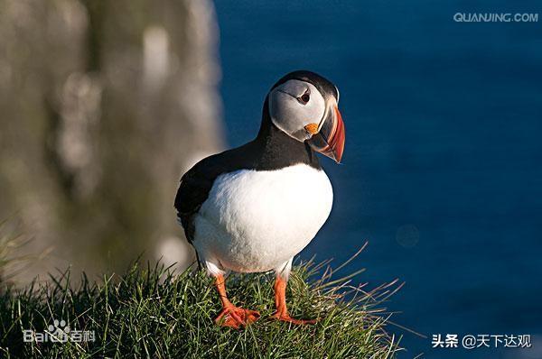 冰岛的地理位置以及邻国，北大西洋中的一个岛国