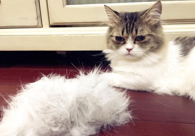 猫咪呕吐怎么办，猫咪呕吐的时候该怎么办（猫咪呕吐是什么原因）