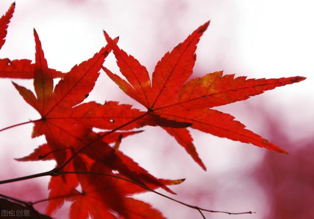 秋天银杏十大绝美诗句，咏上海001号古银杏树