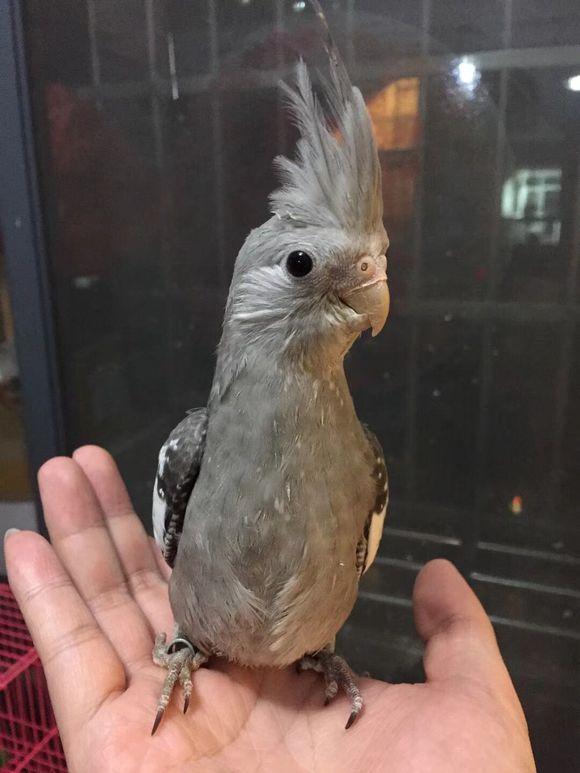 玄凤，玄凤鹦鹉的缺点以及特点