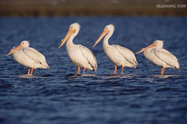 各国国鸟有哪些，世界各国国鸟大全