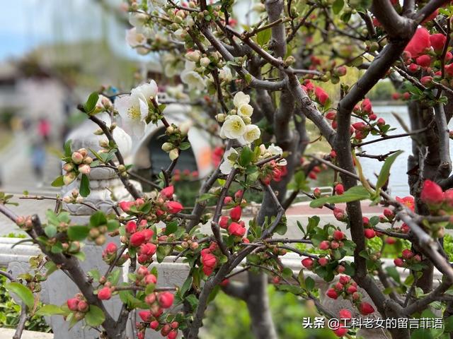 海棠哪个品种最好看，原来海棠有这么多品种