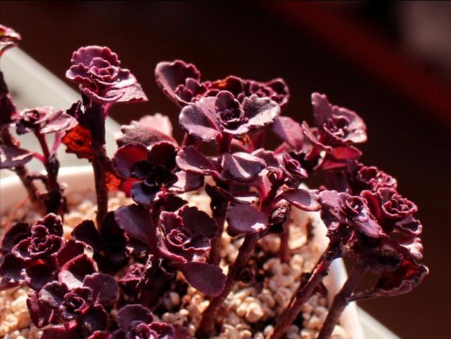 常见多肉玫瑰，情人节买不到鲜花
