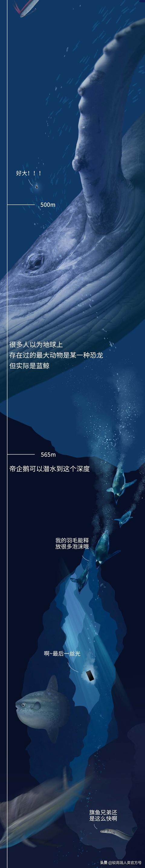 深海探秘16种奇特生物你见过几种，潜入海底一万米