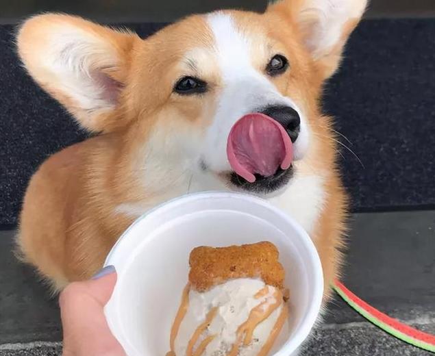 狗狗能吃葡萄干吗，狗狗不能吃的27种食物（狗狗天天吃这六种食物）