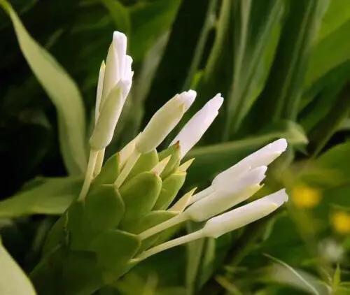 所有国家的代表性花，北美洲国家国花象征代表