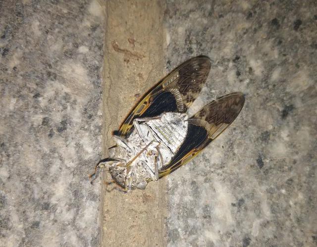 蝉一共有几种种类，青岛当地叫“截流”。主要有三种