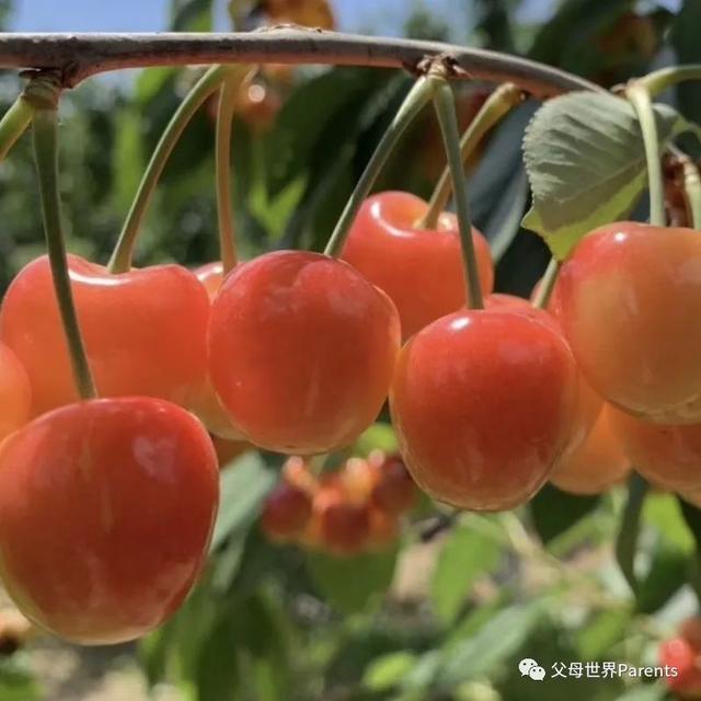 多吃水果对身体不好，就可能会“吃”出这些病来