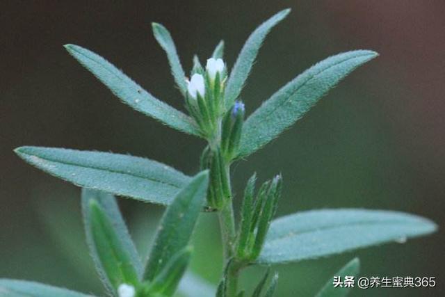 可以吃的野菜有哪几种，这100种野菜很常见