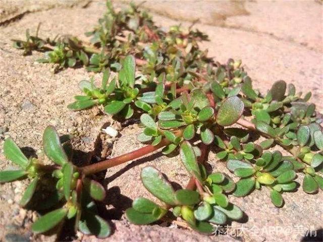 最常见二十种野花野草，都是童年的回忆