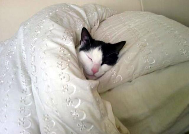 猫咪怕冷有哪些表现，猫咪一旦出现这些现象