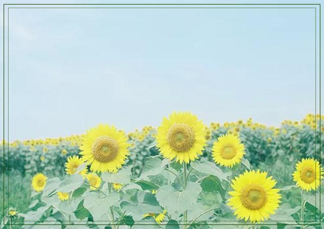 傲阳的诗句大全，倾阳丹心独自在