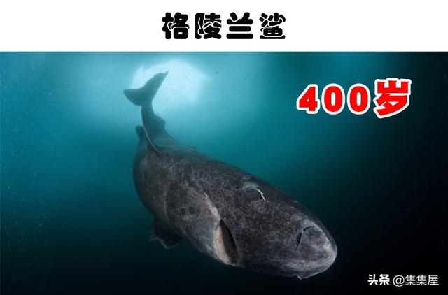 目前寿命最长的动物前十名，你知道哪种动物能活4000年吗