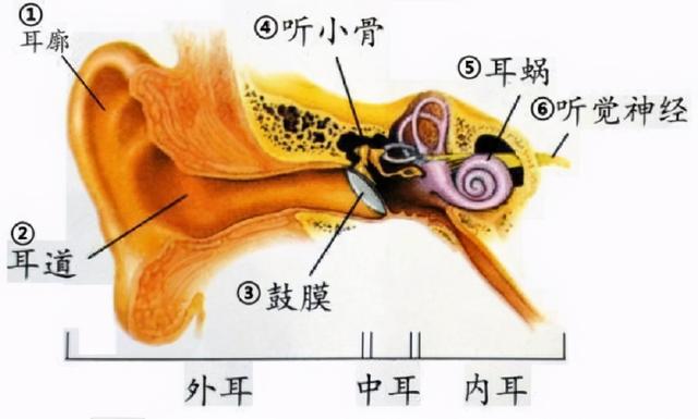 人死后听觉能持续多久，人死后几分钟大脑能听见外界声音（人死后仍能听到亲人的声音）