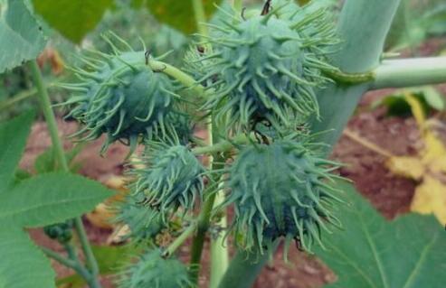 十种剧毒植物，15大剧毒野果盘点